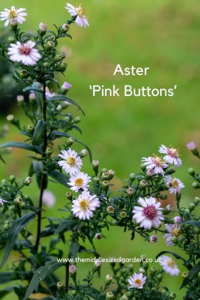 Aster 'Pink Buttons'