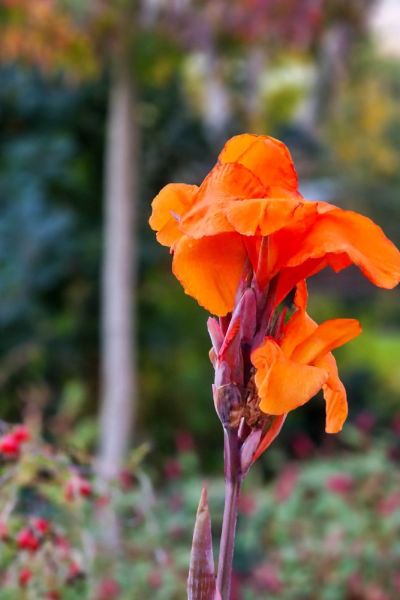 Re-plant your border in autumn or spring.