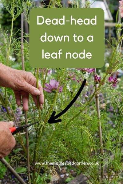 Regular dead-heading and cutting the whole stalk off are the key to repeat flowering.