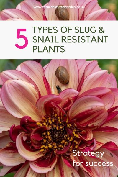 Snail and slug resistant plants are the key to a pest-free garden