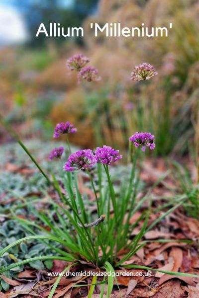 Allium 'Millenium'