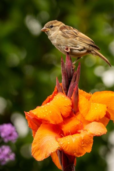 Encourage wildlife by planting lots of flowers