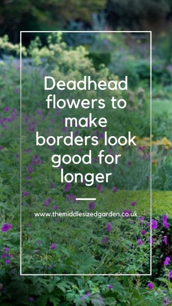 When you deadhead plants, they put more energy into creating flowers