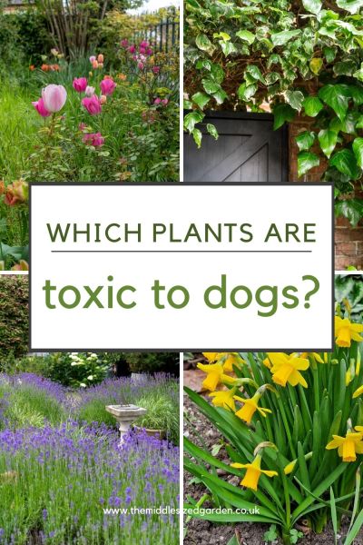 Do you need to remove all poisonous plants from your garden. 