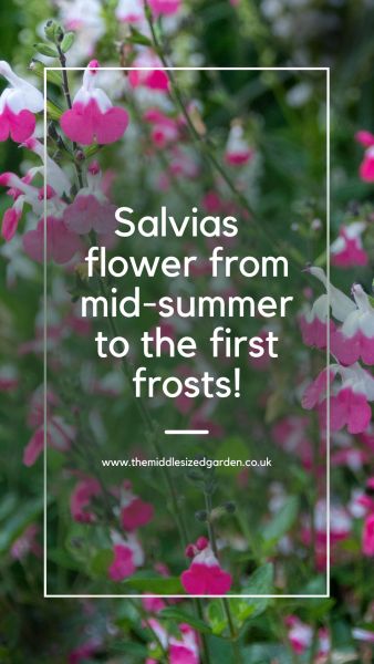 How to grow salvias