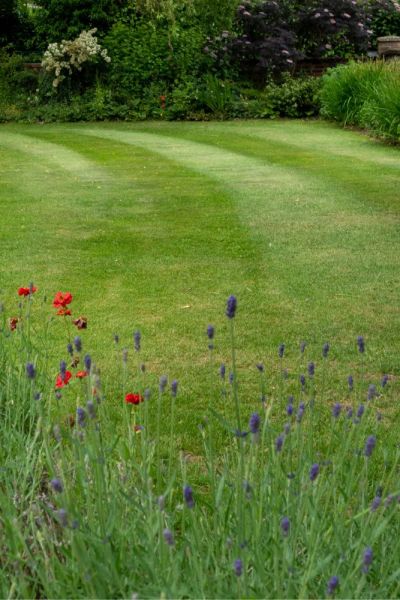 A perfect lawn with stripes