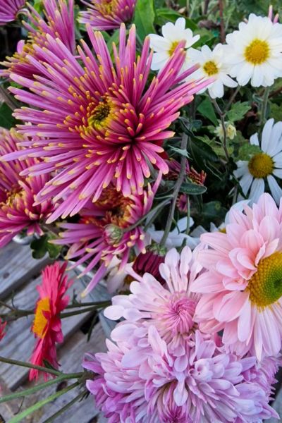 Mixed bunch of hardy chrysanthemums