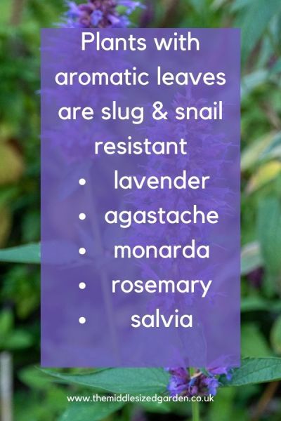 Plants with herby or resinous leaves are slug and snail resistant