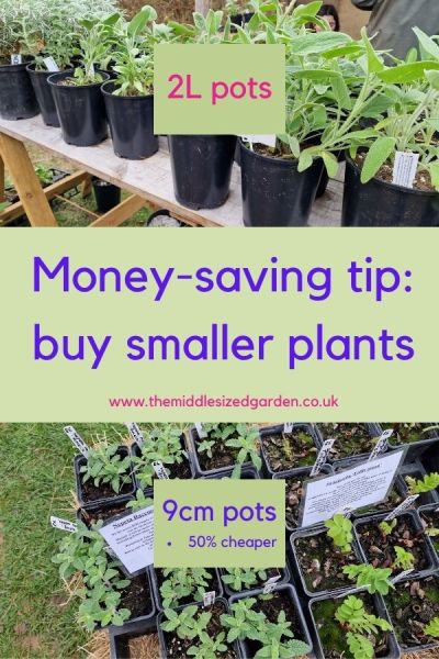 Save money by buying smaller plants