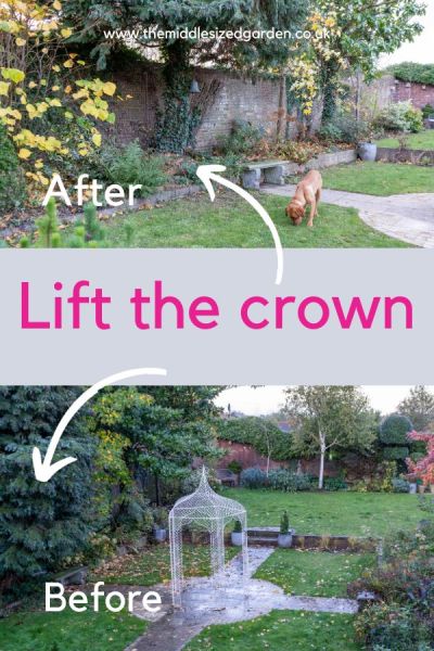 How to create more light by lifting the crown of your trees