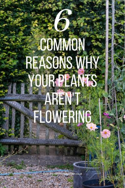 Find out why your garden plants aren't flowering