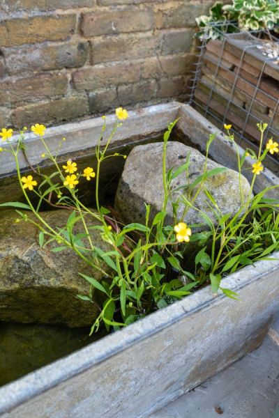 Place pots of aquatic plants between rocks and check what level of water they need.