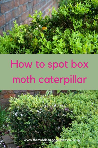 How to spot box tree moth caterpillar