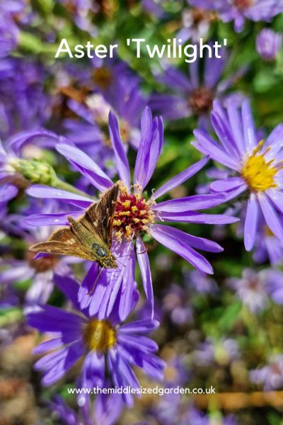 Aster 'Twilight - beautiful but tough perennials.