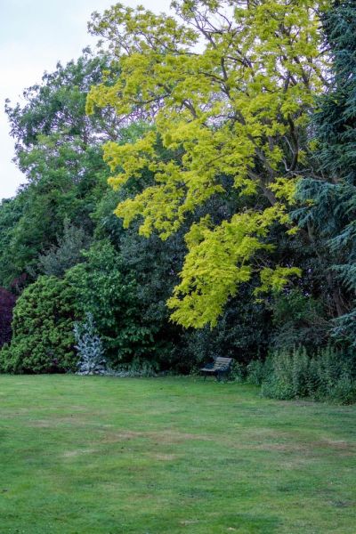 Keep mature trees in a neglected garden