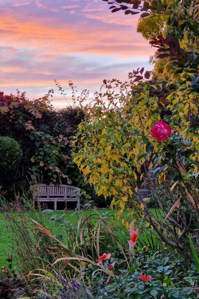 Old tired herbaceous border