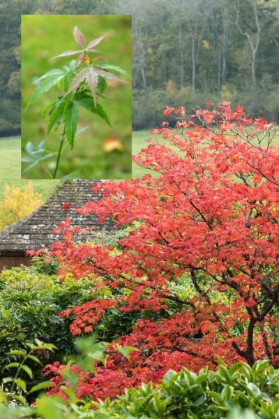 Acers are good trees for smaller gardens