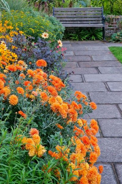 Chrysanthemum 'Dixter Orange.'