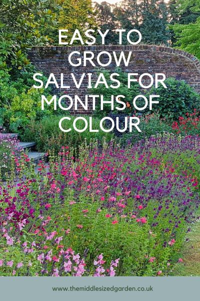 Salvias growing at Great Comp Garden in Kent