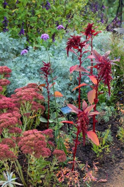 Self seeded ruby amaranth