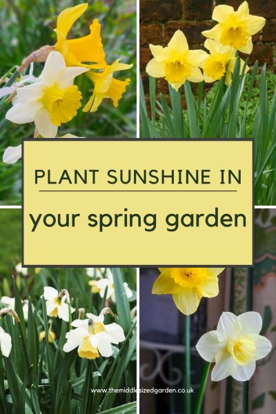 Grow daffodils for a brilliant spring garden