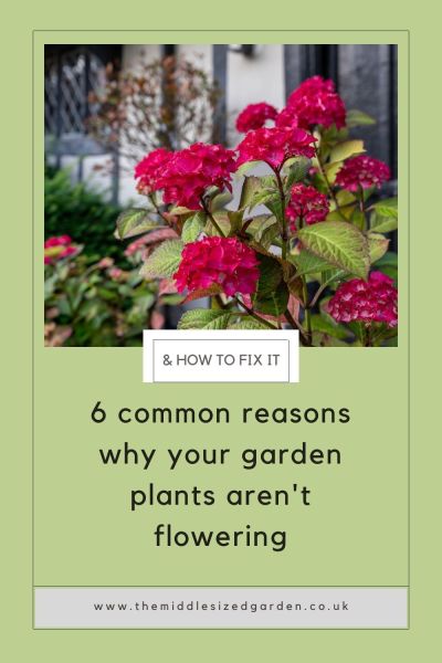 6 common reasons why your garden plants aren't flowering