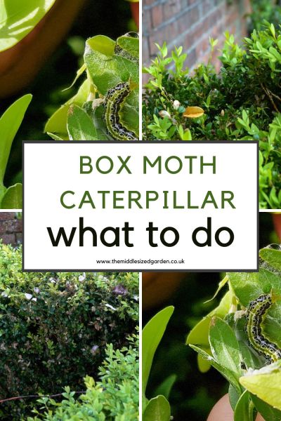 How to spot and destroy box moth caterpillar