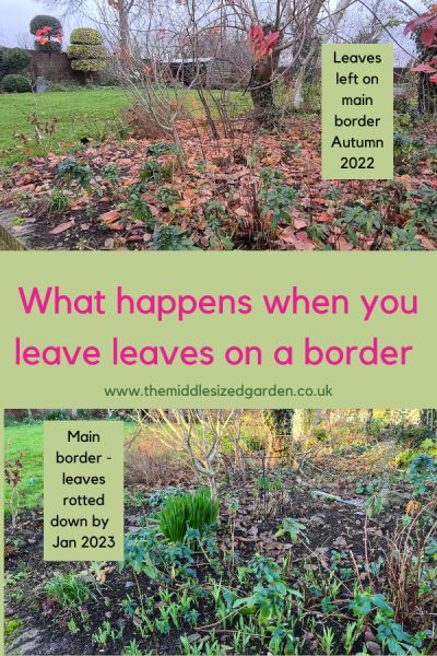 Before and after of leaves on a border