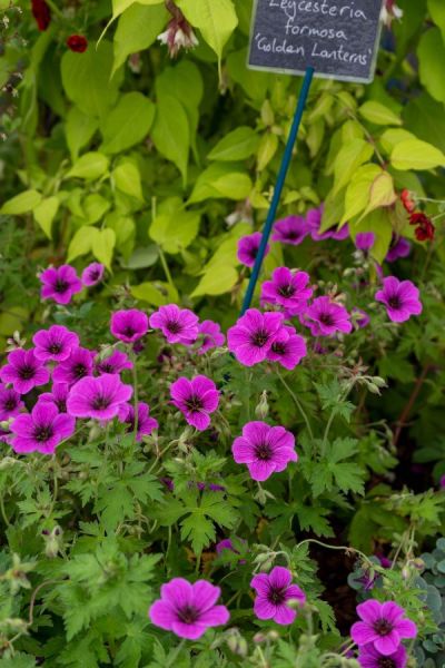 Foliage contrast adds wow to a garden or border