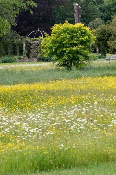 Meadow lawn at West Dean Sussex