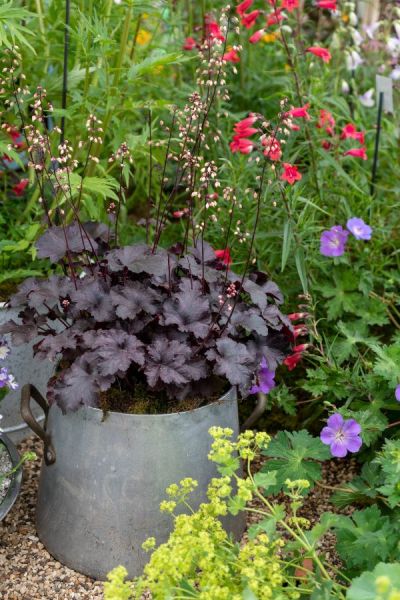 Use pots to lift a plant up in a border