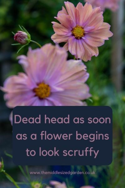 Dead head flowers to keep them flowering