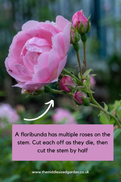 How to deadhead floribunda roses