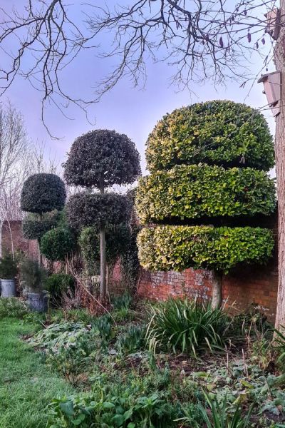 'Grow-your-own' tree topiary at an affordable price