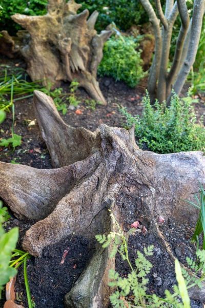 Placing tree stumps in a stumpery