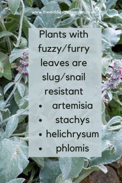 Snail and slug resistant plants often have fuzzy or furry leaves