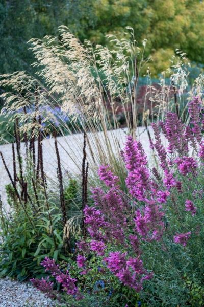 Gravel paths and stipa gigantea