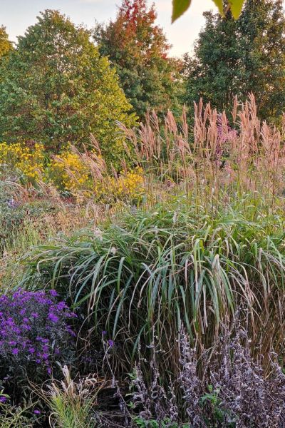 Add miscanthus to a border for texture and verticality