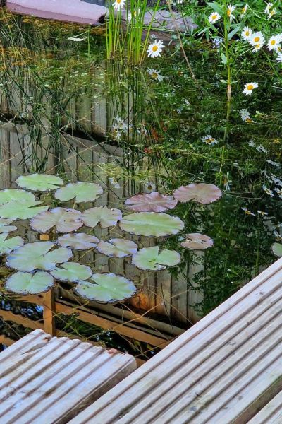 Buy native plants for ponds