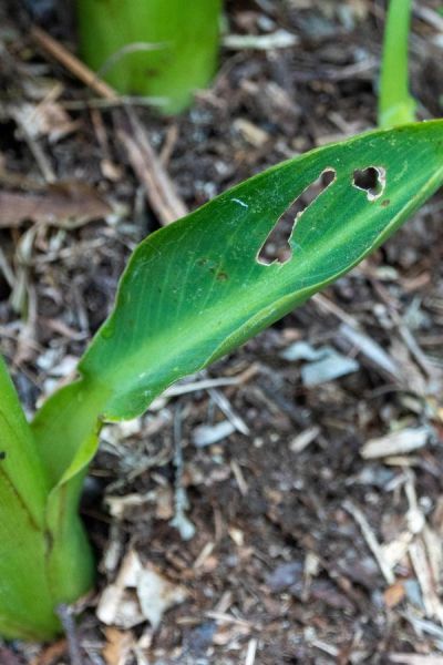 Tolerate some slug damage in plants