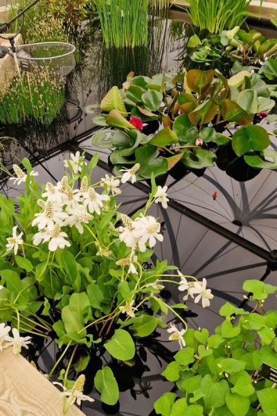 Lincolnshire Pond Plants display