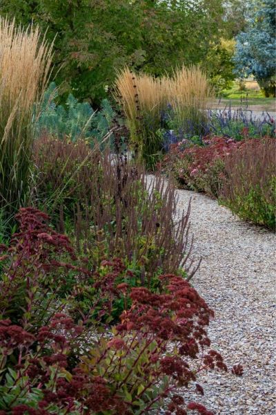 Calamagrostis Karl Foerster in naturalistic planting