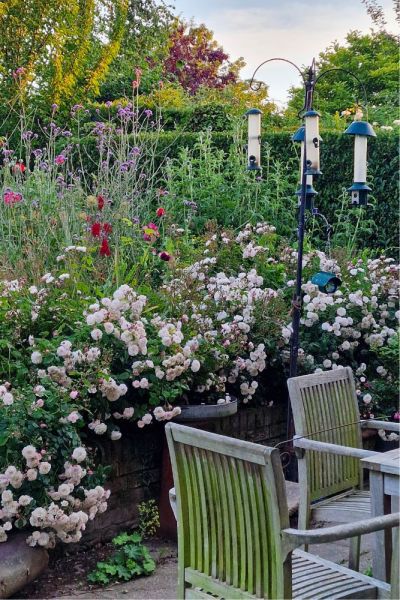 How to deadhead a row of roses