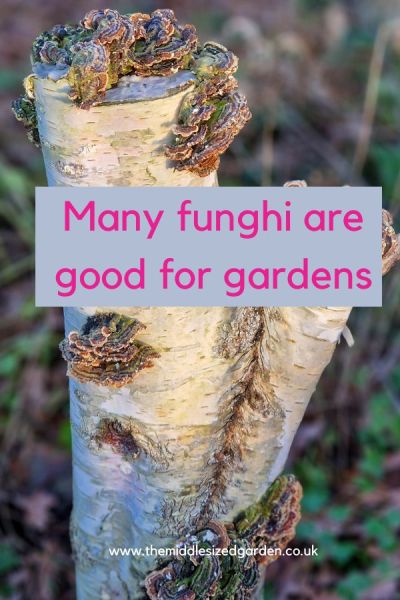 Funghi in the RHS Wildlife Garden at RHS Wisley