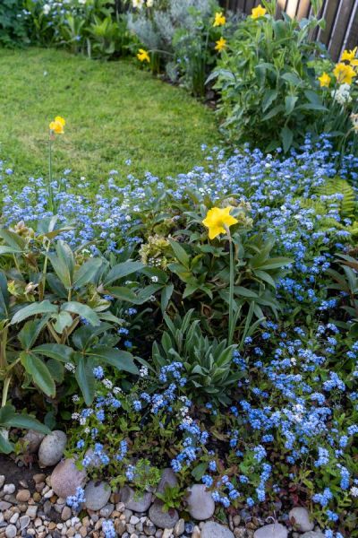 Transform your garden with big blocks of colour from easy-to-grow plants