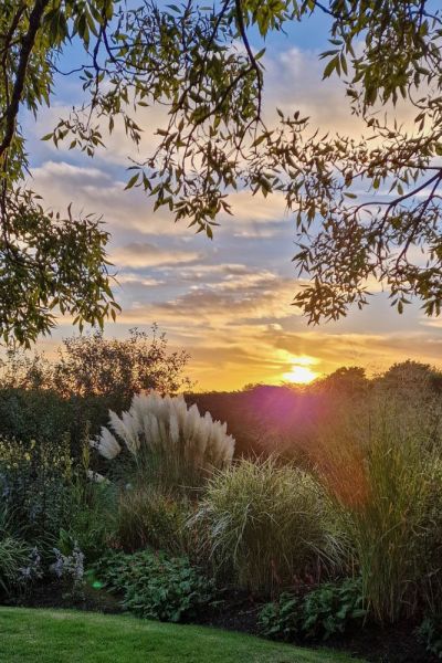 Use ornamental grasses for impact and style