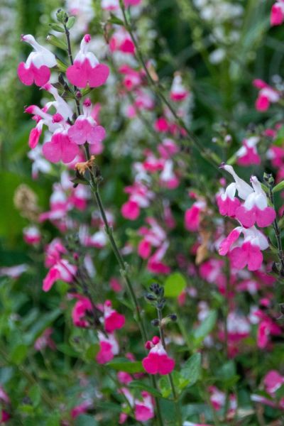 Salvia Pink Lips