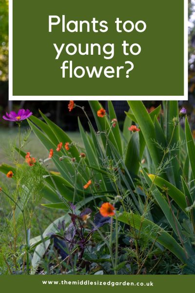 The geums in my border were only planted a few months ago. They haven't reached their full flowering peak yet.