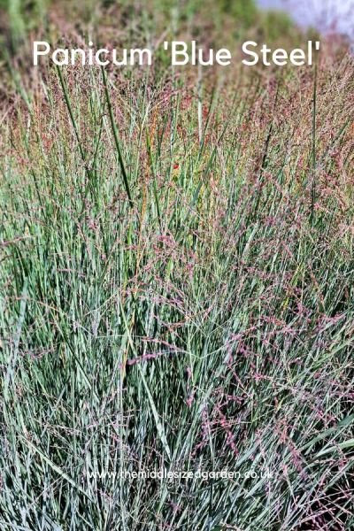 Panicum Blue Steel