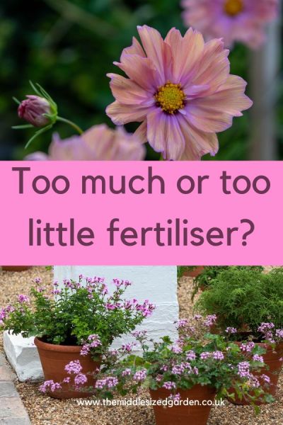 Check whether a plant needs extra fertiliser - if you keep your soil in good condition, many don't.